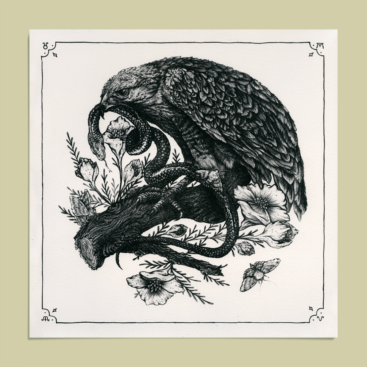 Hawk, Snake, Bird Nest Illustration 11x11" Giclee Print
