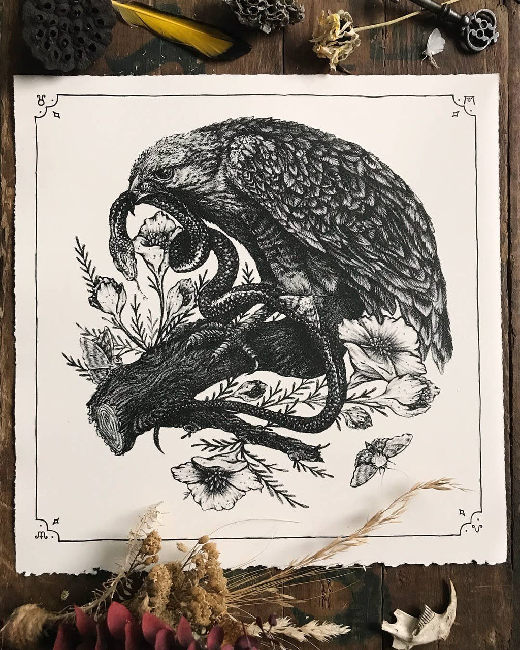 Hawk, Snake, Bird Nest Illustration 11x11" Giclee Print