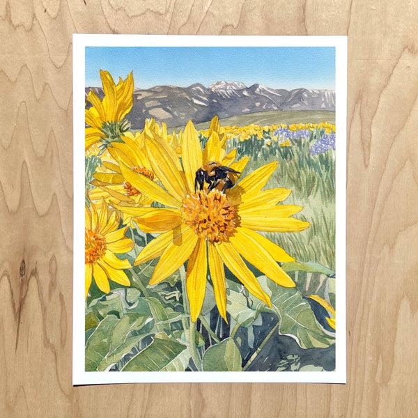 Lewis Butte Balsamroot - Small Art Print