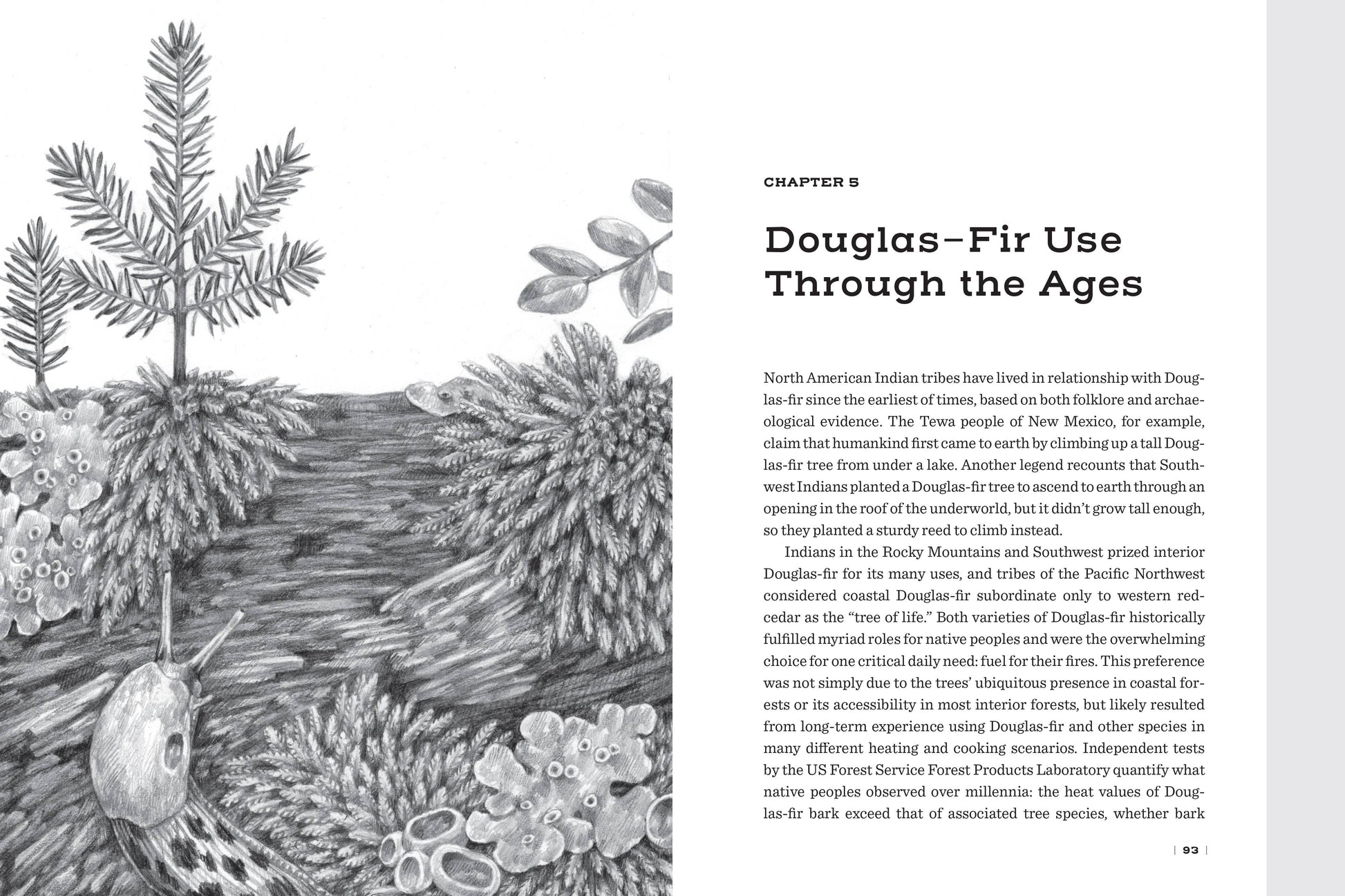 Douglas Fir: The Story of the West’s Most Remarkable Tree